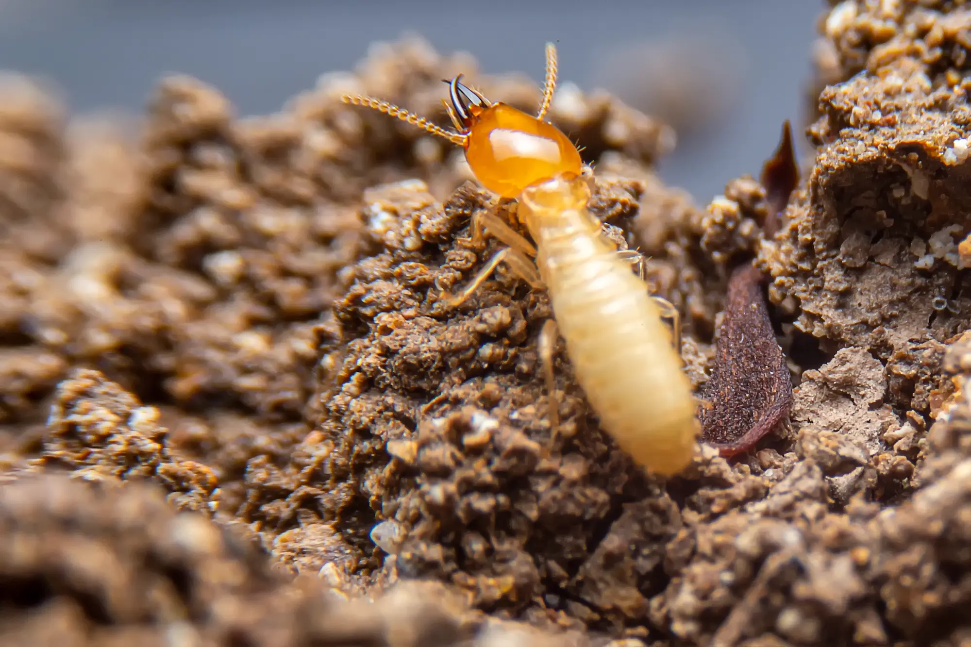 Pest and termite inspection Werribee - Inspectra specialist inspector
